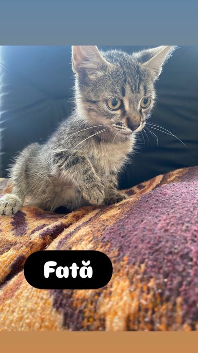 Adoptie pisicute