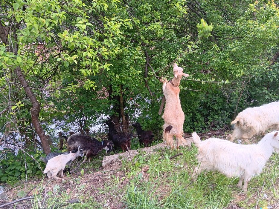 Capre  de lapte  tapi de monta  iezi  de vânzare preturi fff bune