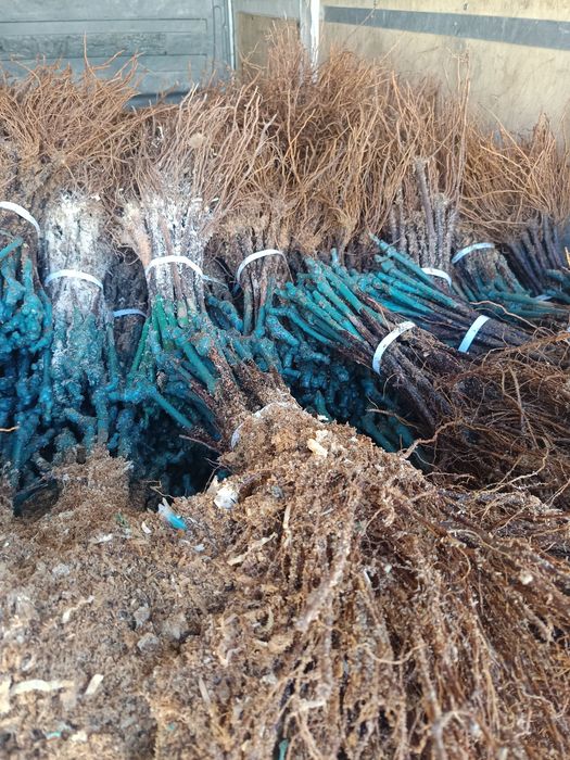 Лозов посадъчен материал