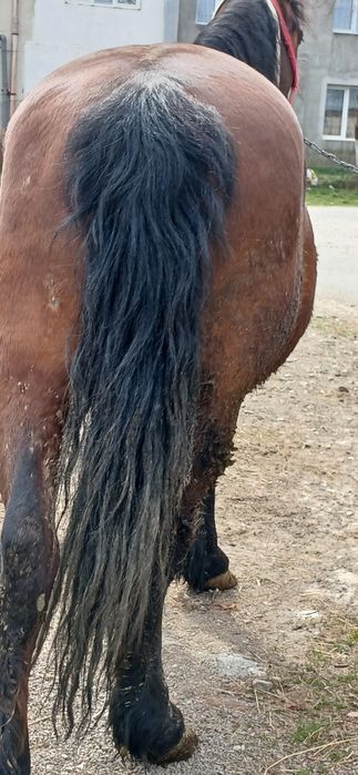 Vand cal cu acte in regula