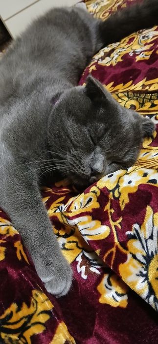 Mushuk Scottish Fold