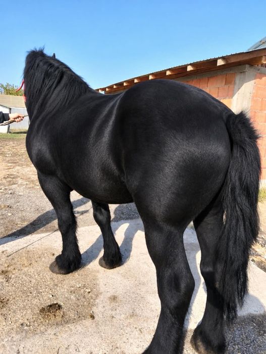 Vand cal negru corb de 4 ani garantat la caruță