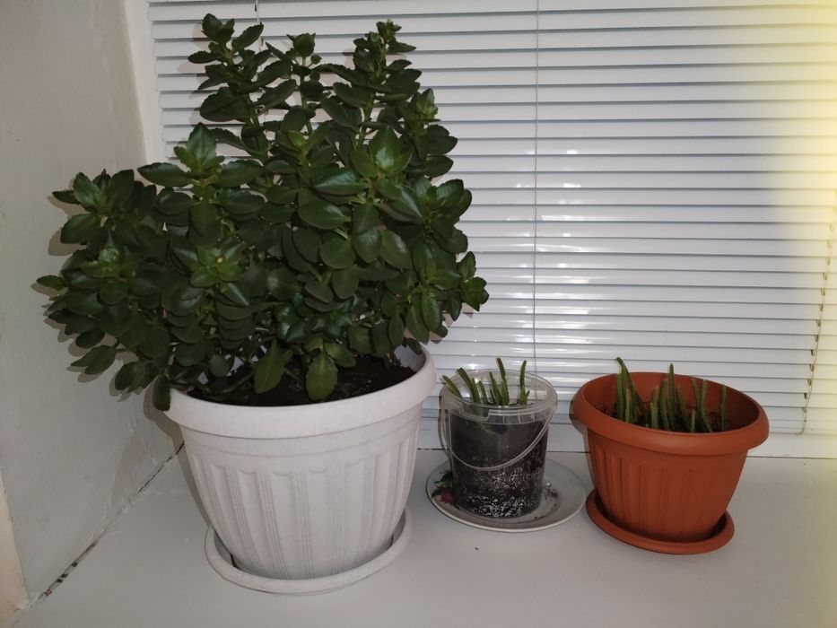 Комнатные растения