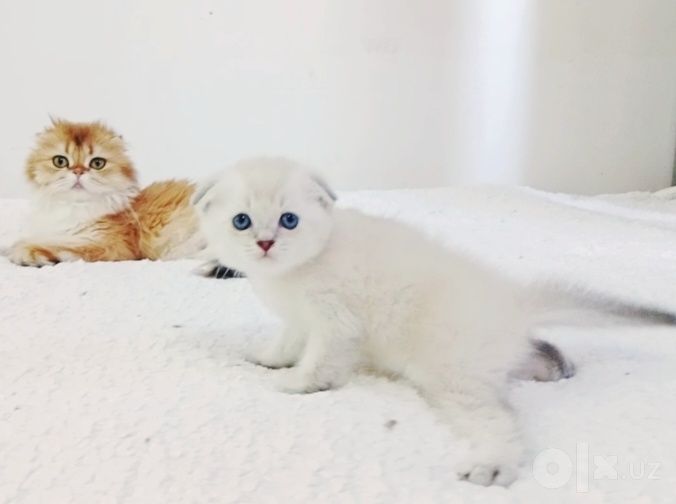 Роскошный котёнок Скоттиш Фолд колор Поинт голубоглазый