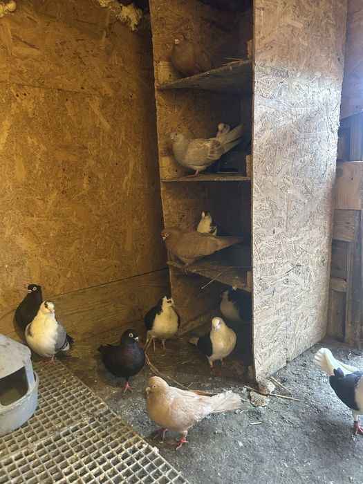 Jucatori de galati si voltati