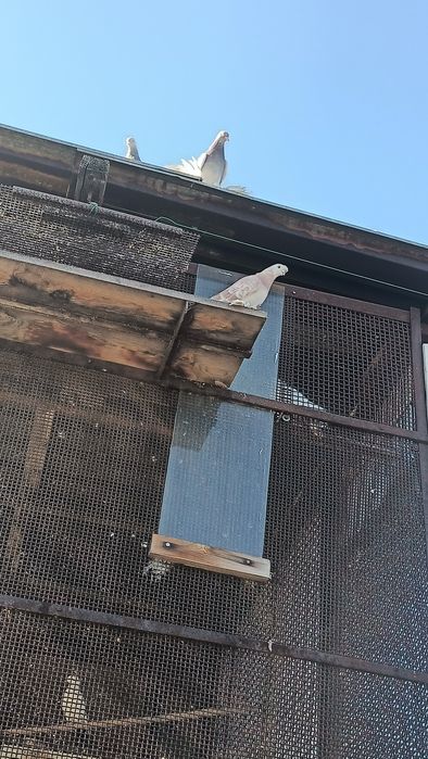 Продам голубей продам