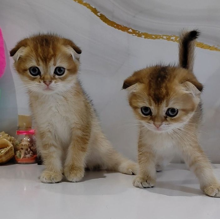 Золотые шиншиллы