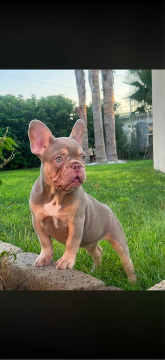 Bulldog francez isabella