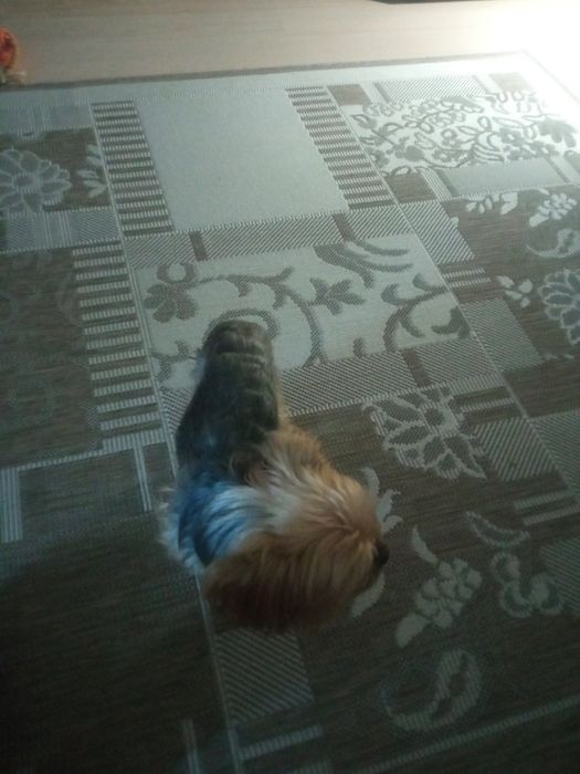 Собачка йорк 4  года  ищет подругу