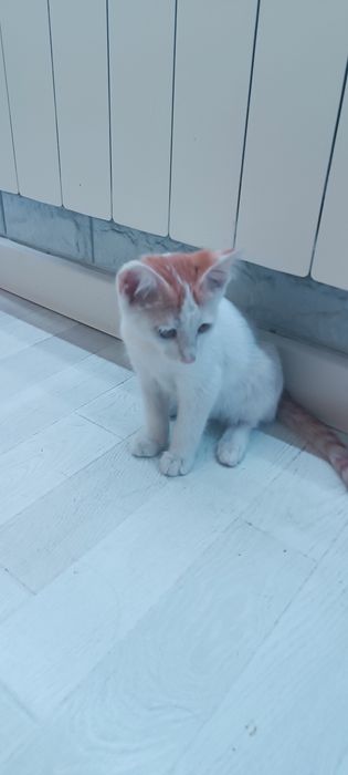 Отдам в хорошие руки