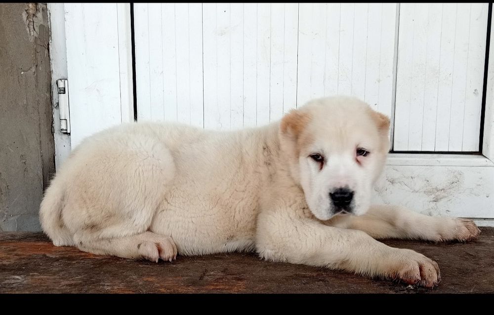 Щенки Алабая САО 3 месяца