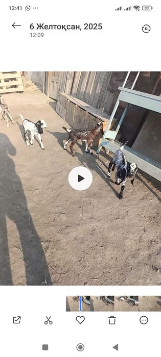 Битал теке лақтары сатлады