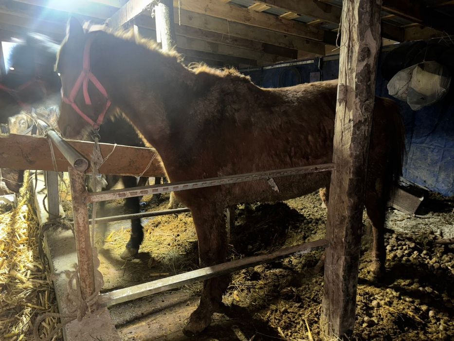 6 жасар пішпе ат