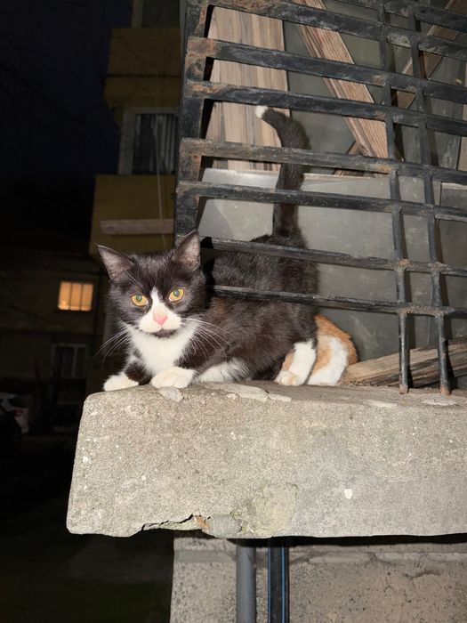 осинови пухкаво котенце