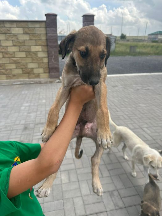 Отдам в хорошие руки