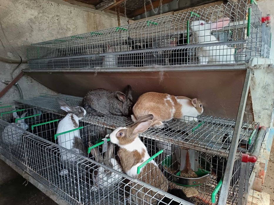 Iepuri cadou de paste,dar și pentru masa de Paști!!