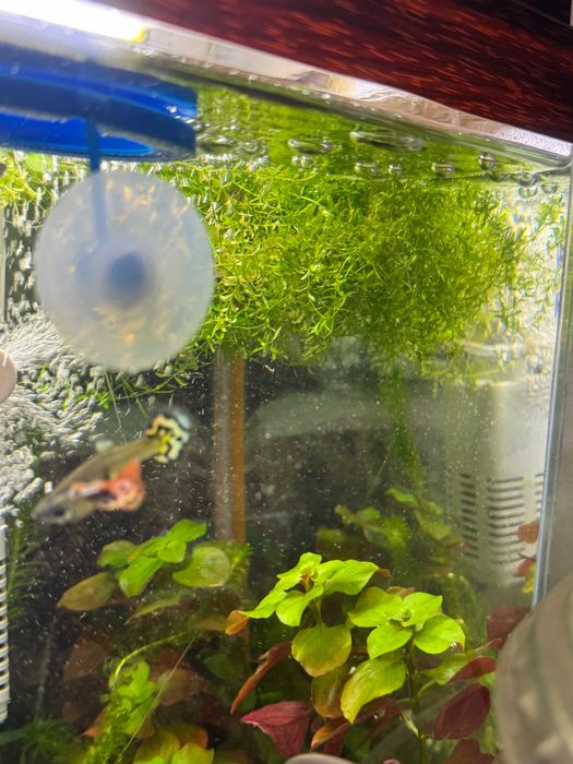Продам растения для аквариума