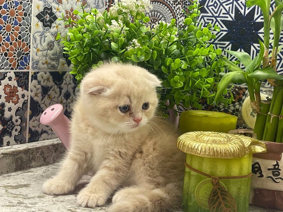 Котята скотиш фолд