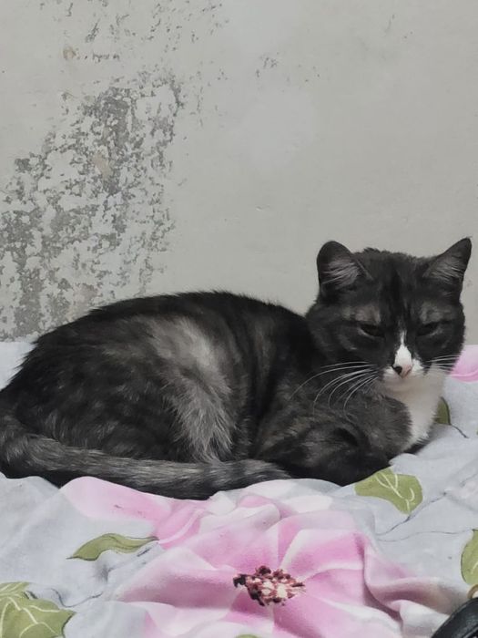 Отдам даром очень хорошие