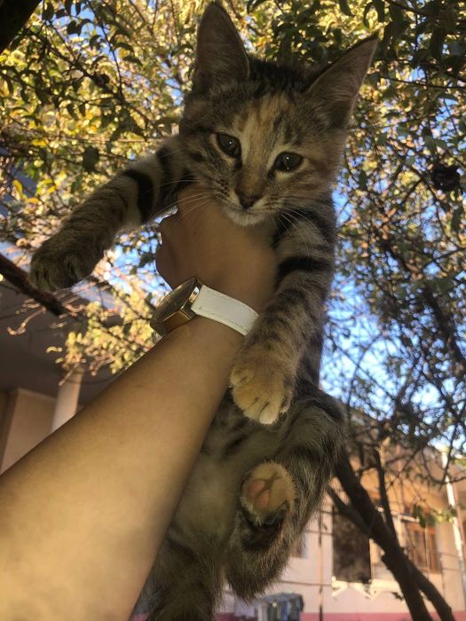 Mushuk bolalari hadiyaga beriladi