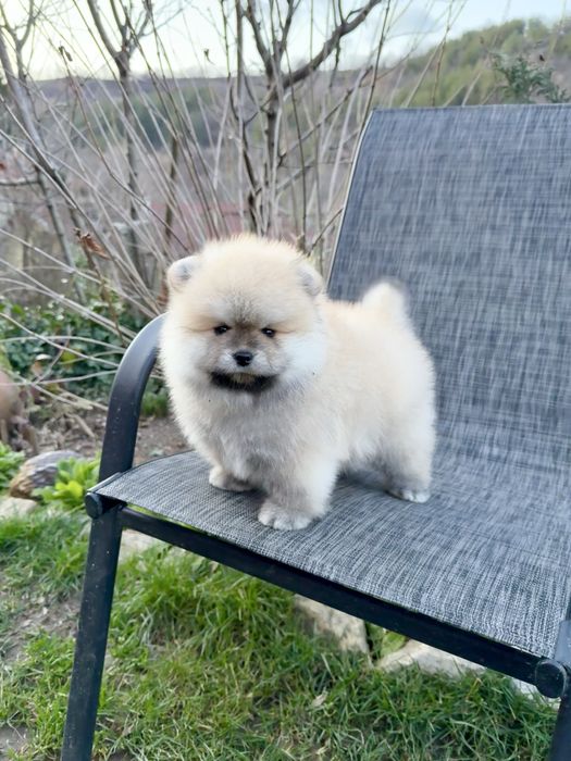 Померан мини момче със втора ваксина