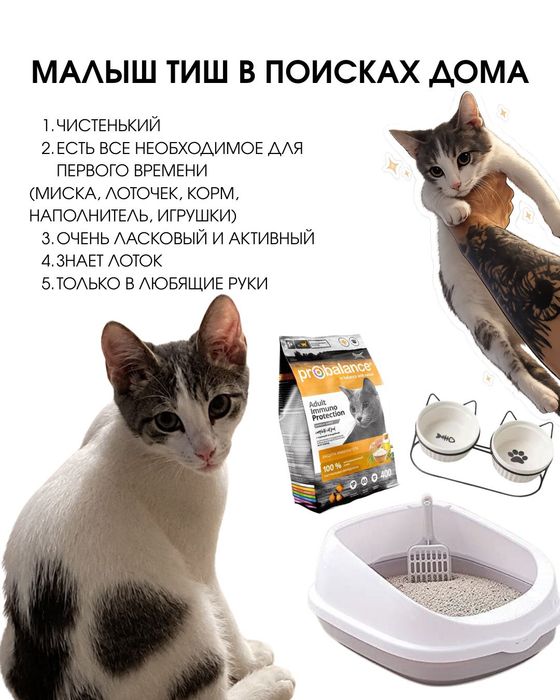 Котенок в поисках семьи