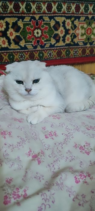 Скотиш Фолд Шиншиллы на вязку