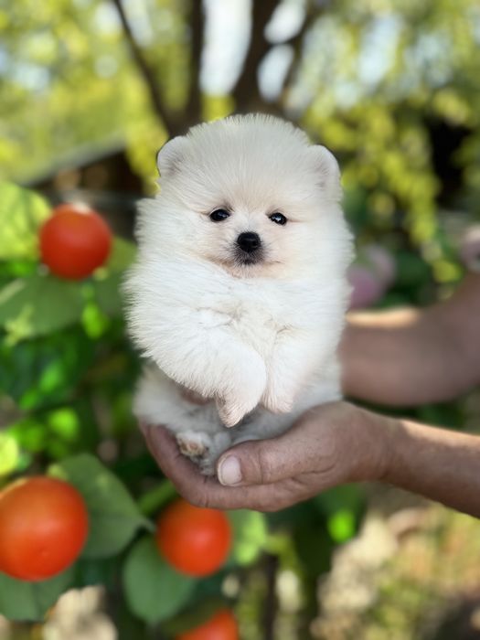 Красивая малышка шпица