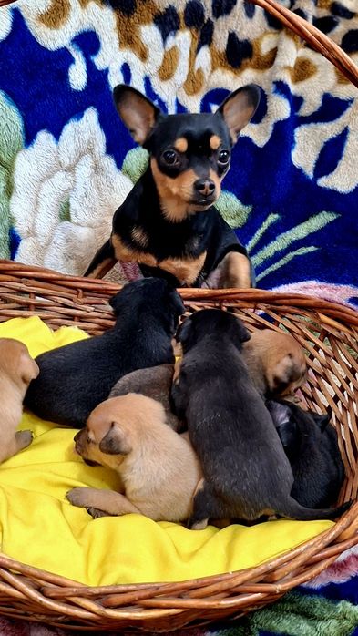 Мини Той-терьеры