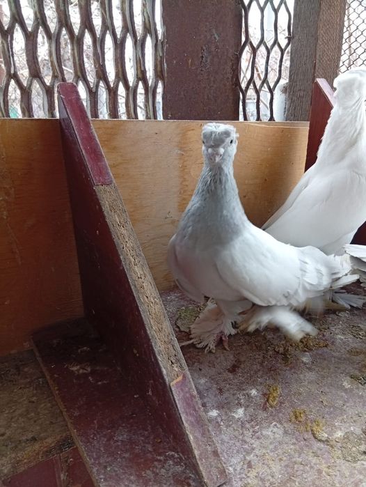 Пара готовая  и павлин