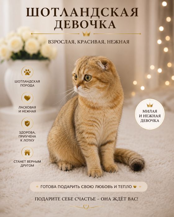 Продается скоттиш фолд