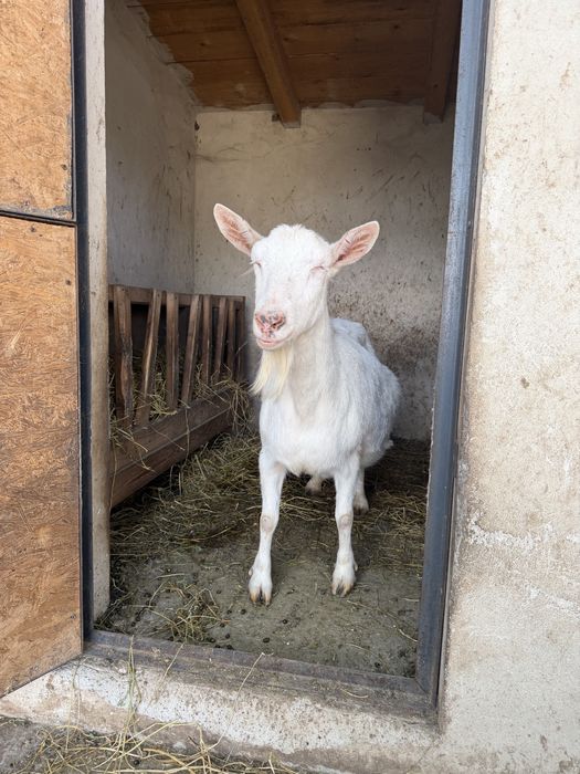 Capre saanen rasa pura