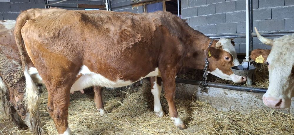 Vând vaci baltata românească