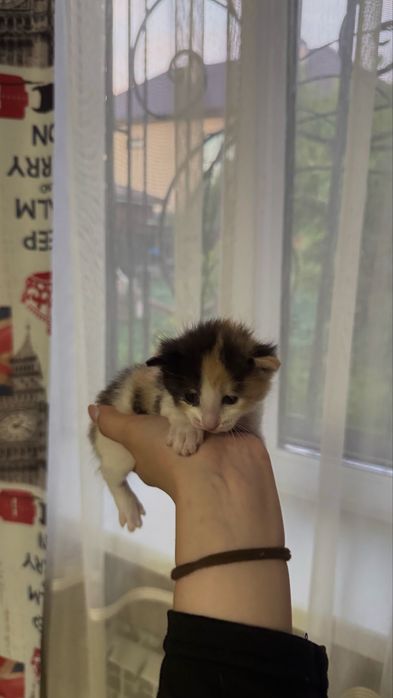 Отдаем котят в добрые руки