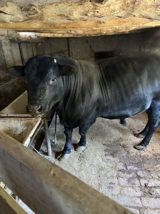 Qurbonlikka Angus Buqa