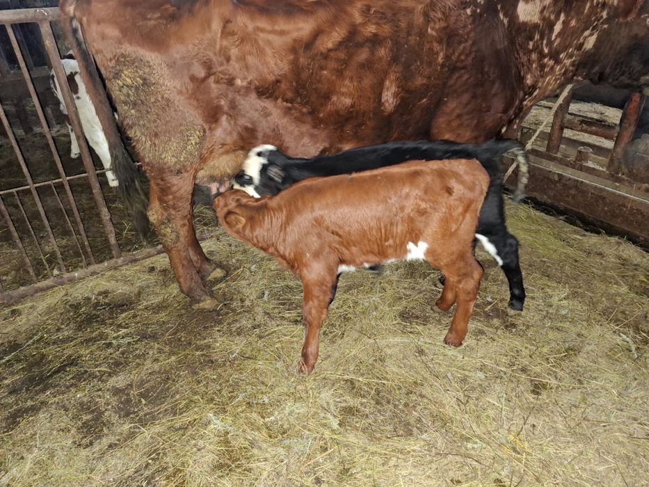 Продам телят, бычков