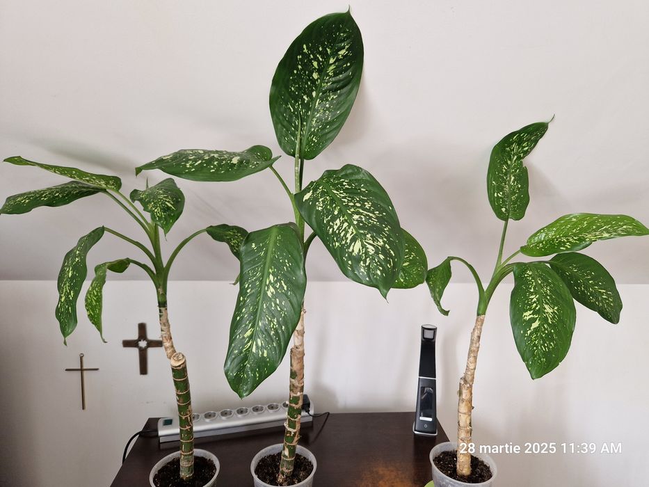 Dieffenbachia,Yucca,Palmier curmal,Tuia,Smochin