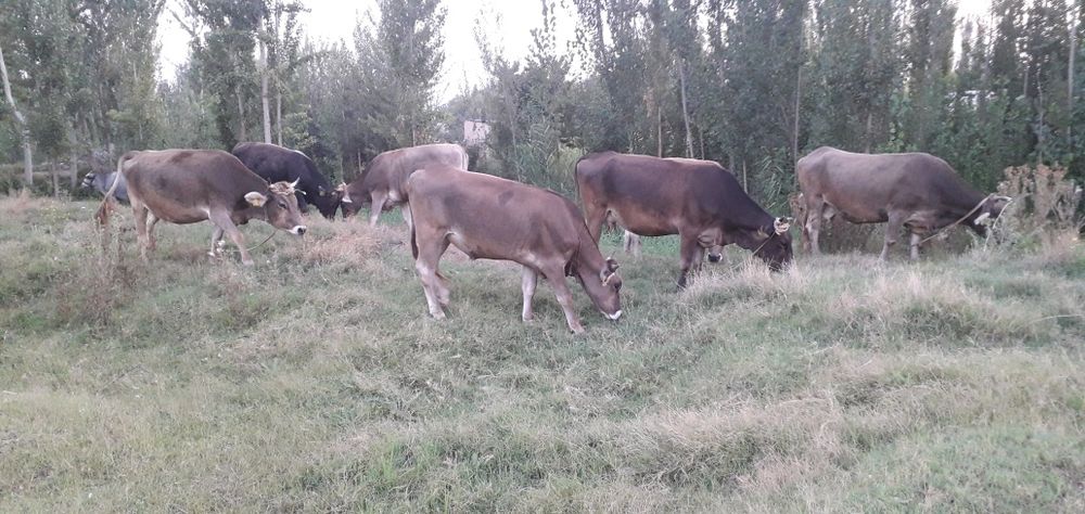 Халол хамкор партнёр шериклик