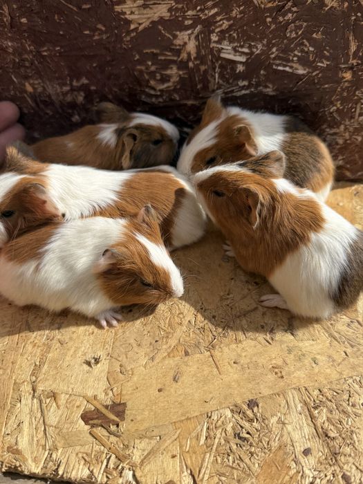 Vand porcusori de guineea