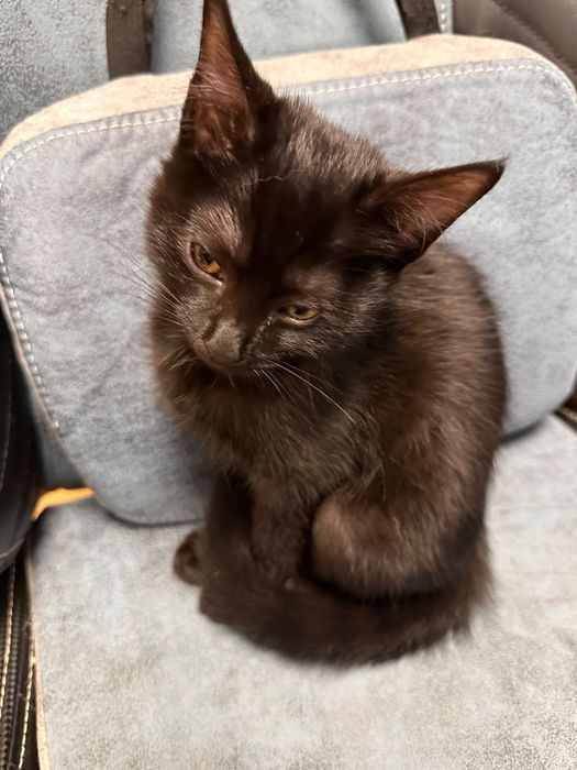 Котёнок ищет семью