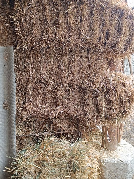 Самон Пресс  зор