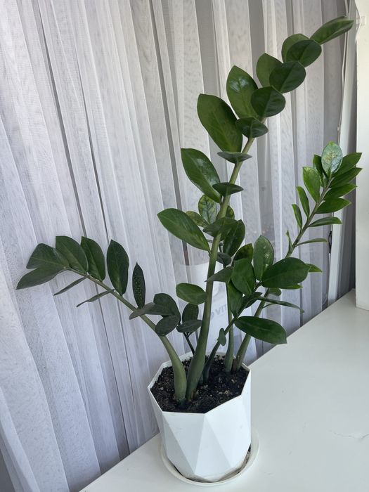 Продам замиокулькас и денежное дерево