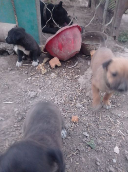 Itlar tekinga beraman