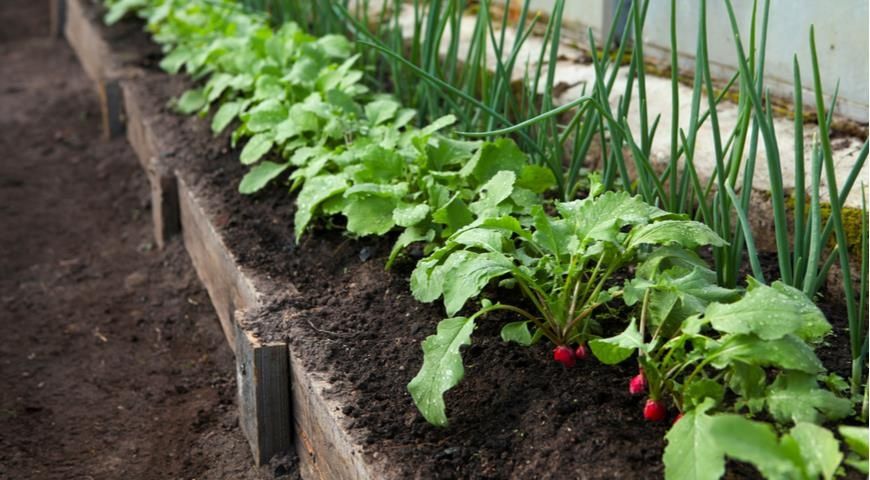 Удобрение в теплицу