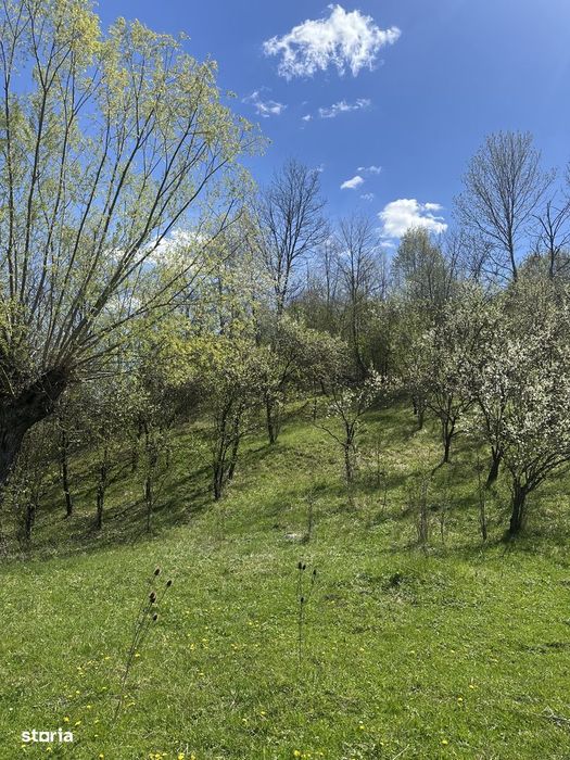 Provița de Jos - teren intravilan 2035mp - 13 Euro/mp