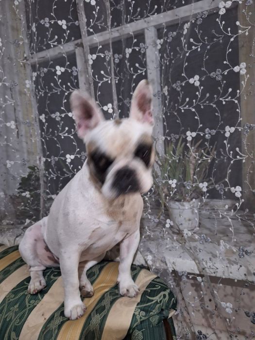 Французский бульдог