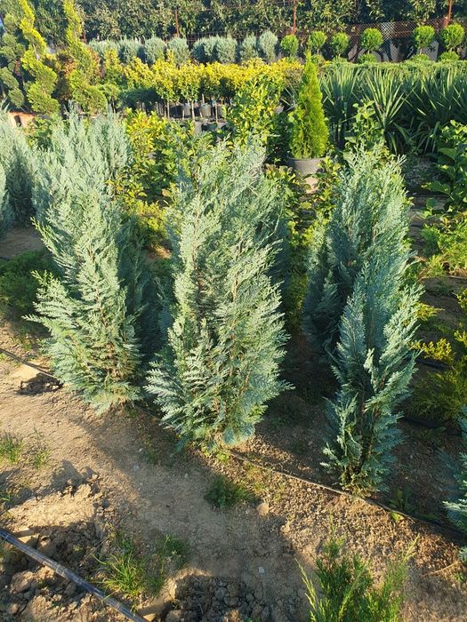 Bonsai de toate tipurile, Palmieri leylandii, Chiparos catalpa, tei