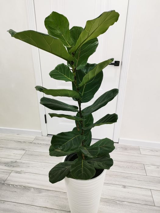 комнатные растения, доставка