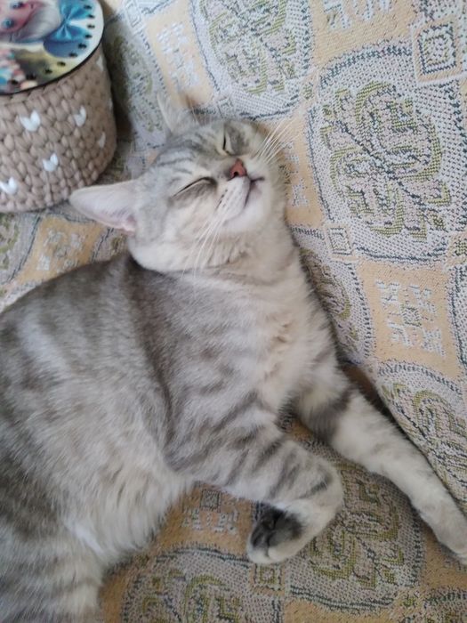 Потерялся кот! Отзывается на имя "Ари". ИМЕЕТСЯ ВОЗНАГРАЖДЕНИЕ!