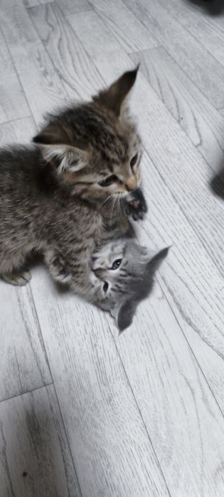 Отдаю котят в хорошие руки